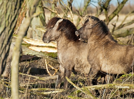 Wild horses playing in a field in winter