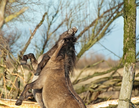 Wild horses playing in a field in winterの写真素材