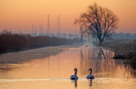 Swans swimming in a canal at sunriseの写真素材
