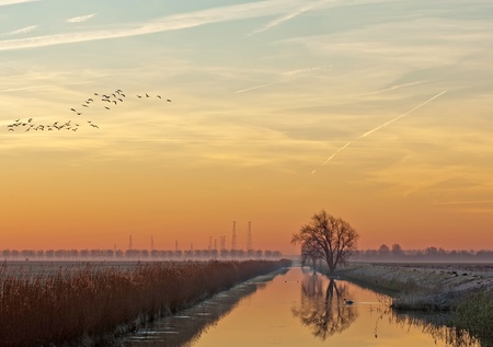 Flying birds at dawn in winter