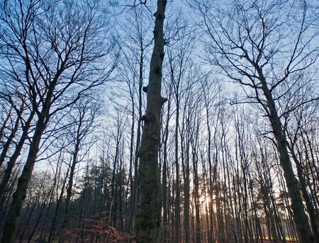Trees reaching into the sky in winter at sunset