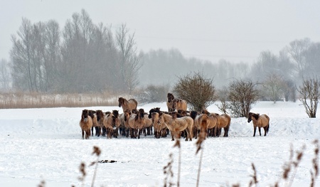 Wild horses standing in the snowの写真素材