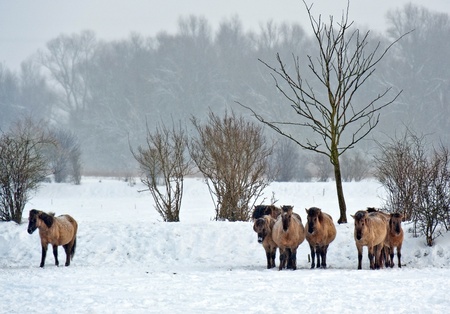 Wild horses standing in the snowの写真素材