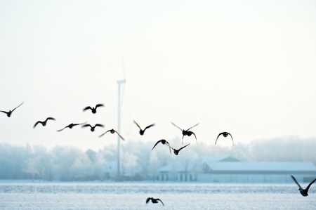 Flying birds in winter over a field