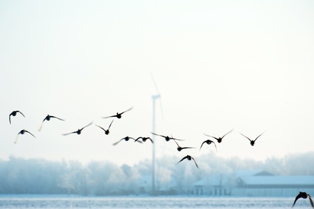 Flying birds in winter 