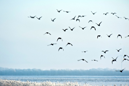 Flying birds in winter の写真素材