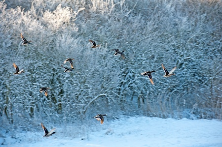 Flying birds at dawn in winterの写真素材