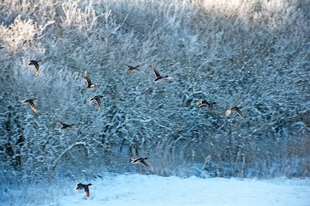 Flying birds at dawn in winterの写真素材
