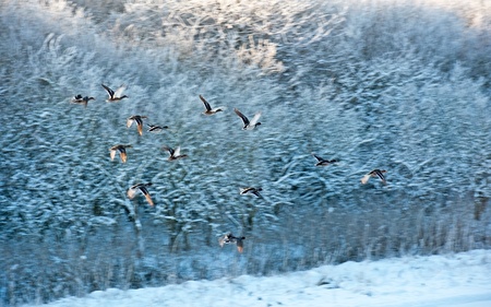 Flying birds at dawn in winterの写真素材