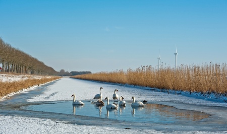 Swans in an ice hole in winterの写真素材