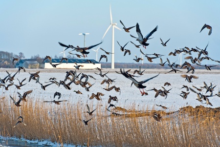 Birds flying in winter over a fieldの写真素材