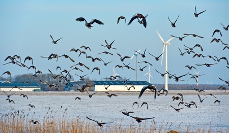 Birds flying in winter over a fieldの写真素材