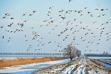 Birds flying in winter over a frozen canalの写真素材