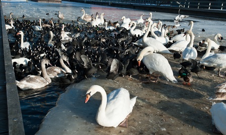 Birds waiting for food in winterの写真素材