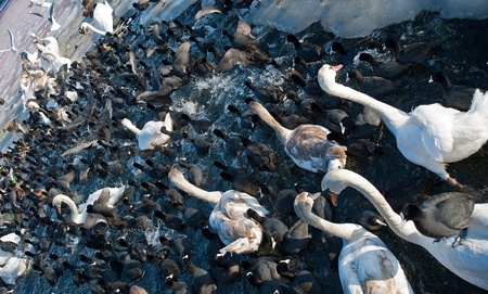 Birds waiting for food in winterの写真素材