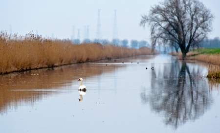 Swan swimming in a canal in winter