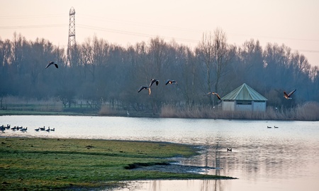 Geese flying over a lake in winterの写真素材