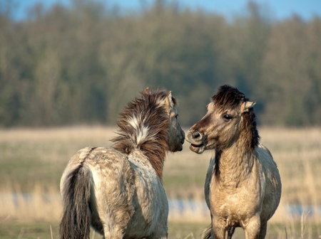 Hugging wild horses in winterの写真素材
