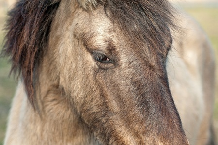 Head of a wild horseの写真素材