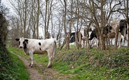 Cow on an unpaved road in springの写真素材