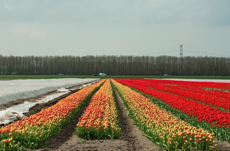 Cultivation of flower bulbsの写真素材