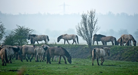 Wild horses in the morningの写真素材