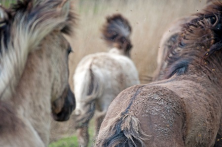 Running wild horses in springの写真素材