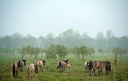 Wild horses grazing in a field in springの写真素材