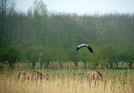 Bird flying over wild horsesの写真素材