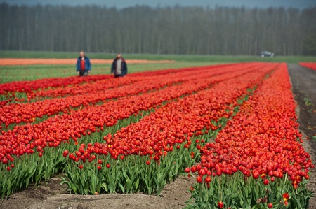 Cultivation of flower bulbs in springの写真素材