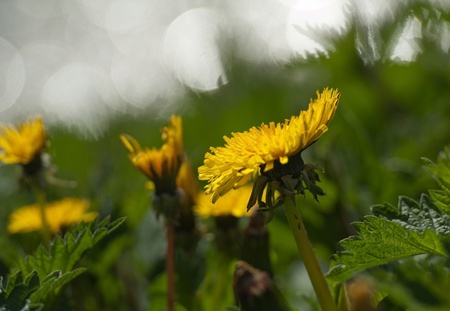 Wild flowers in a field in spring の写真素材