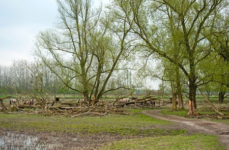 Herd of Konik horses in spring