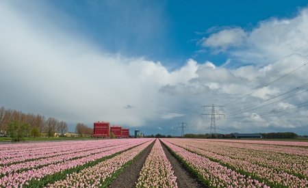Cultivation of flower bulbs in springの写真素材