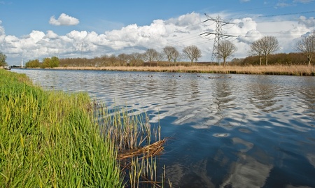 Geese and goslings swimming in spring