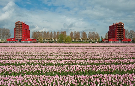 Cultivation of flower bulbs in springの写真素材