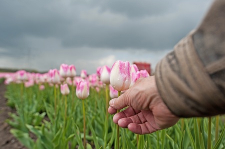 Cultivation of flower bulbs in springの写真素材