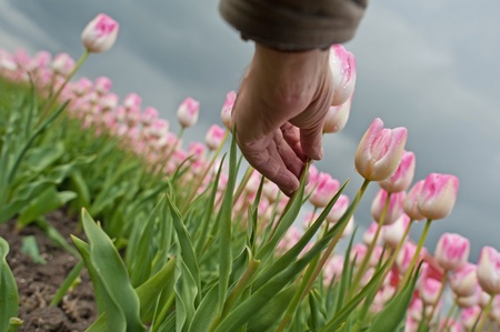 Cultivation of flower bulbs in springの写真素材