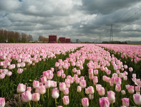 Cultivation of flower bulbs in springの写真素材