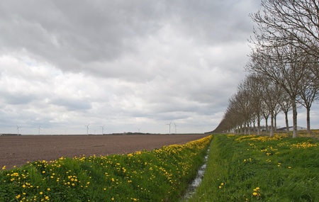 Dandelions under a cloudy skyの写真素材