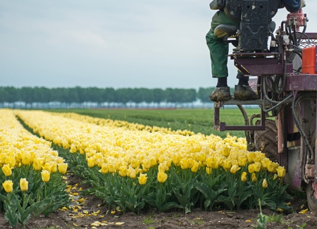 Cultivation of flower bulbs in springの写真素材
