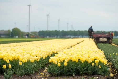 Cultivation of flower bulbs in springの写真素材