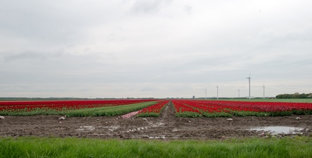 Cultivation of flower bulbs in springの写真素材