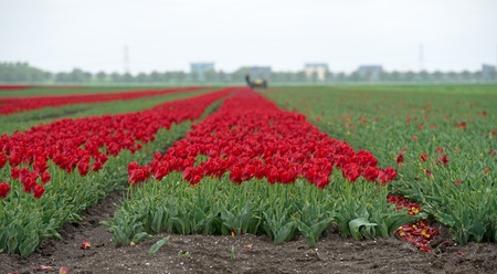 Cultivation of flower bulbs in spring