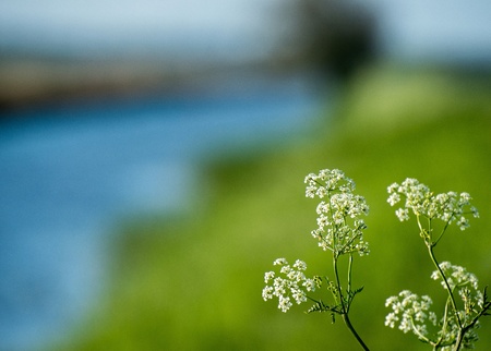 Wild flowers along a canal in springの写真素材