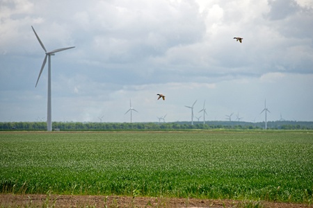 Ducks flying along windmills