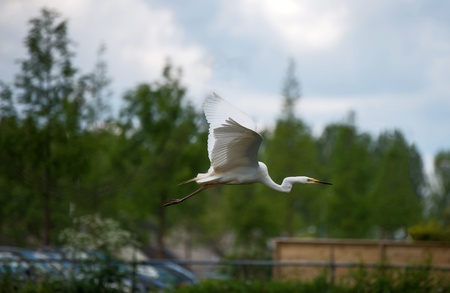 Great white egret flying in a cityの写真素材