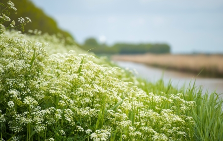 Wild flowers along a canal in springの写真素材