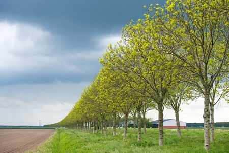 Trees in spring under dark clouds