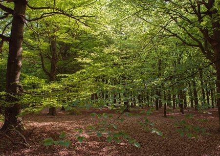 Beech forest in sunlight in spring