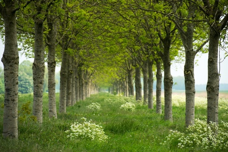 Two rows of trees in springの写真素材